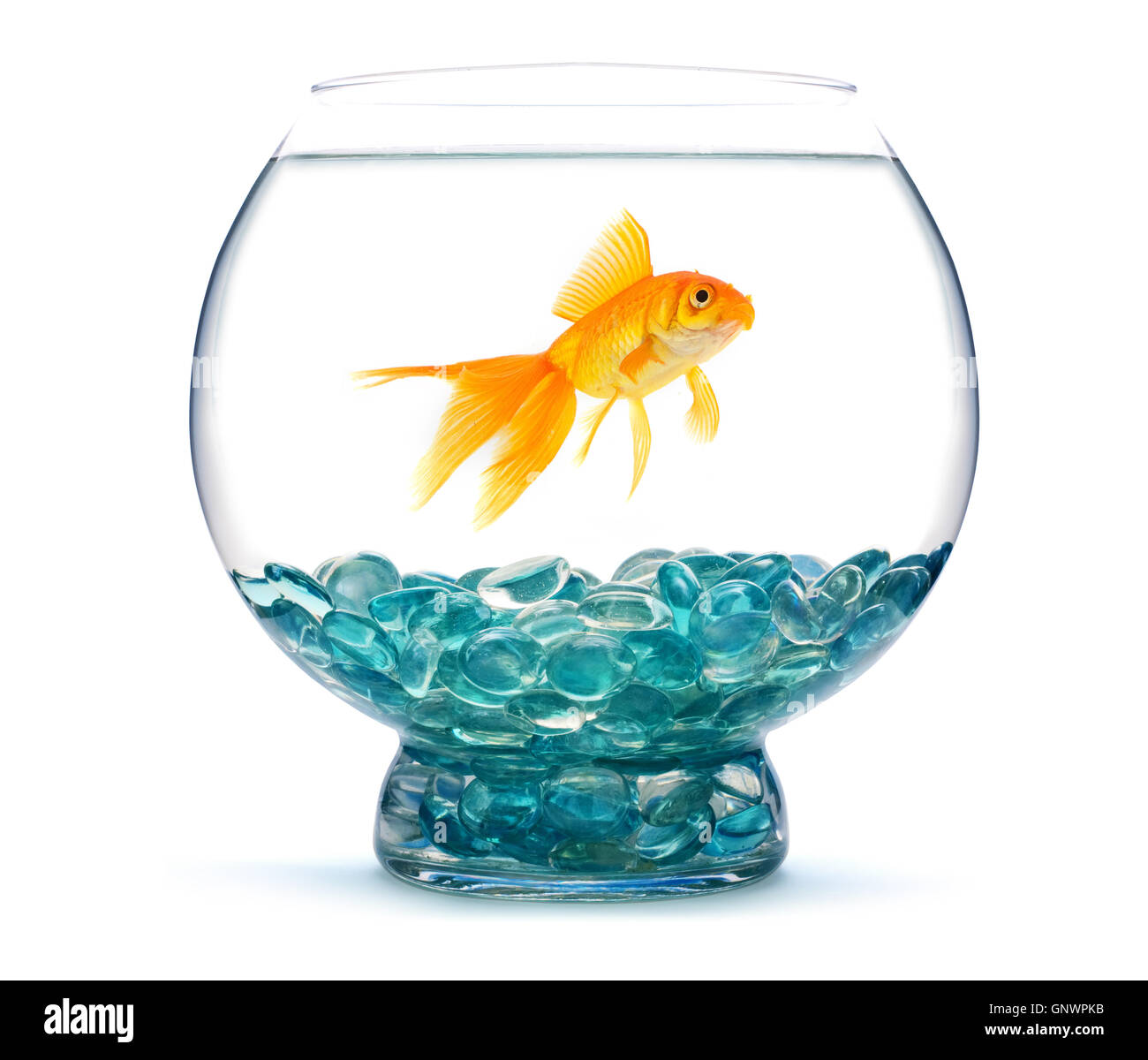 Oro di pesce in acquario Foto Stock