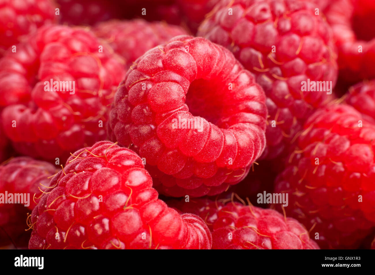Mature rasberry sfondo. Close up macro shot di lamponi Foto Stock