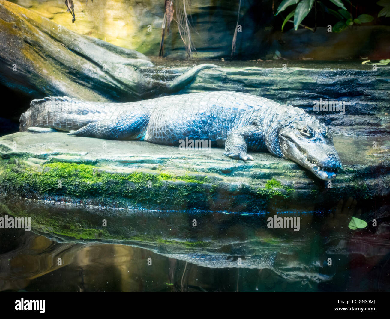 Un pauroso-cercando caimano yacare (yacare caimano, jacaré) presso il Vancouver Aquarium di Vancouver, British Columbia, Canada. Foto Stock