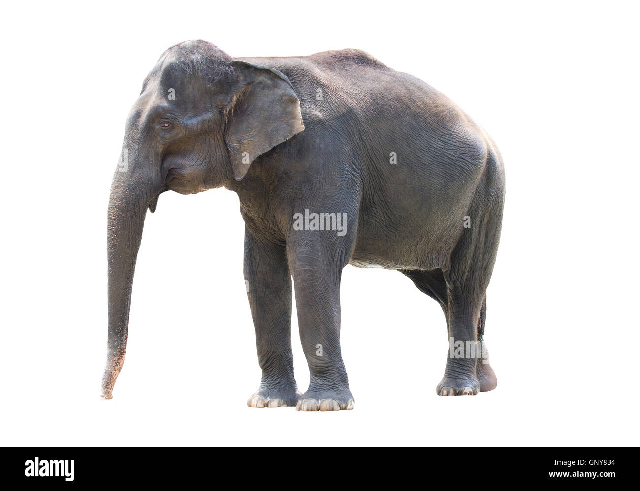 Elefante asiatico in piedi Foto Stock