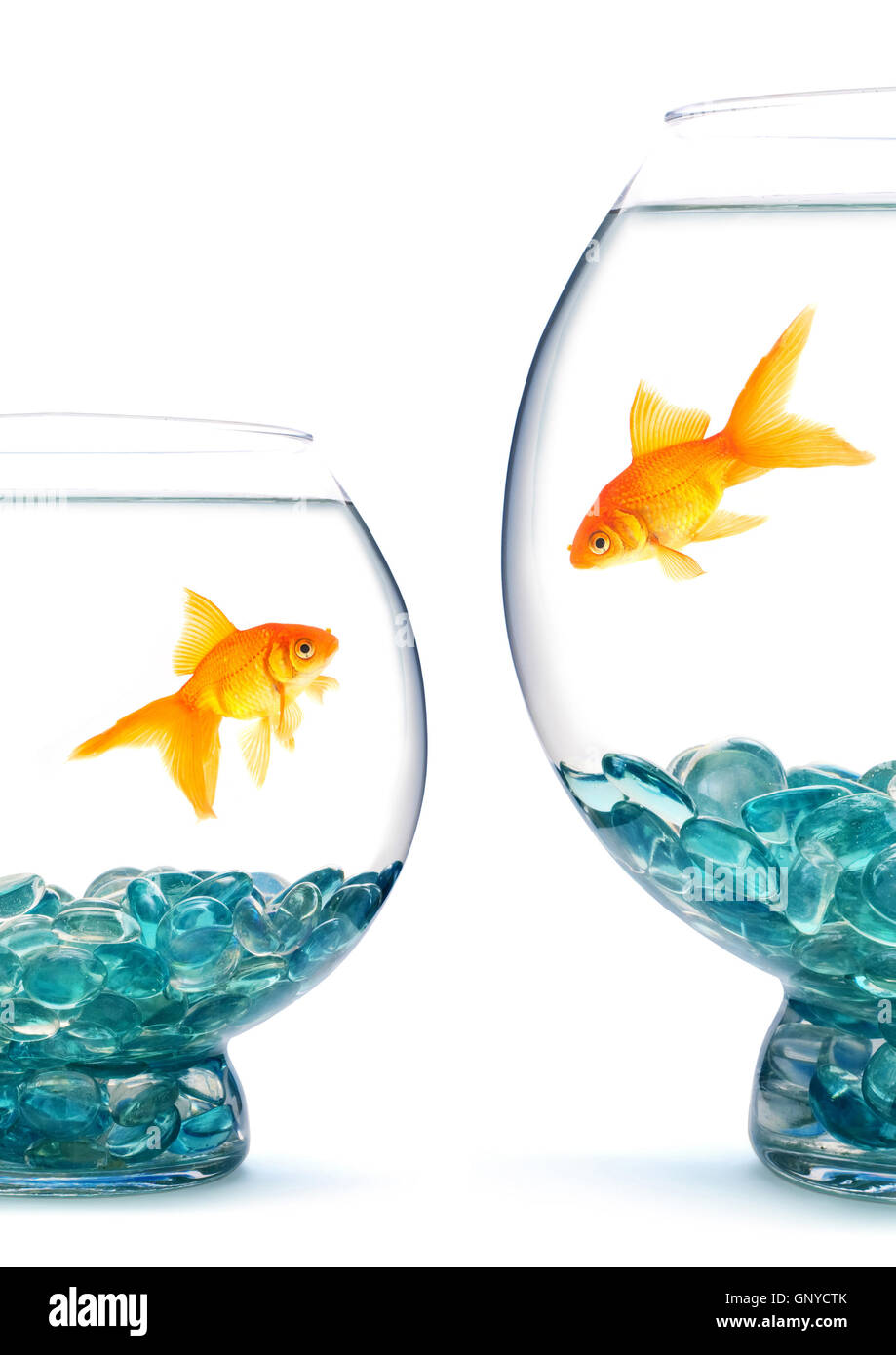 Goldfishes in acquario Foto Stock