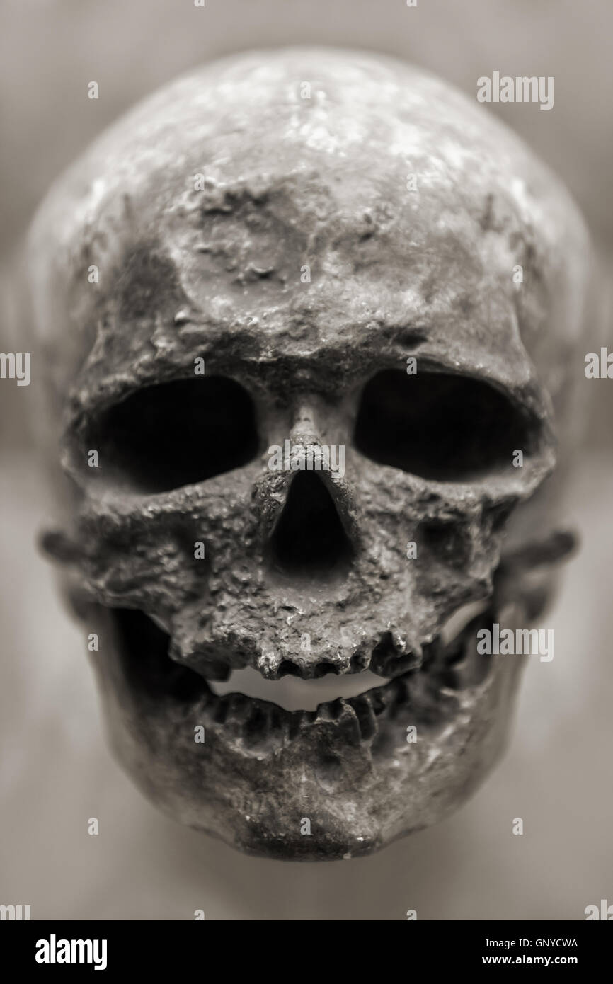 Cranio umano osso Foto Stock