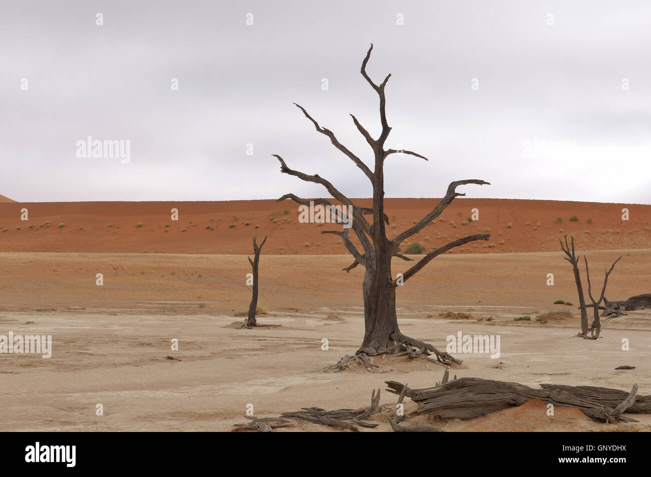 Scheletri di albero a Deadvlei, Namibia Foto Stock