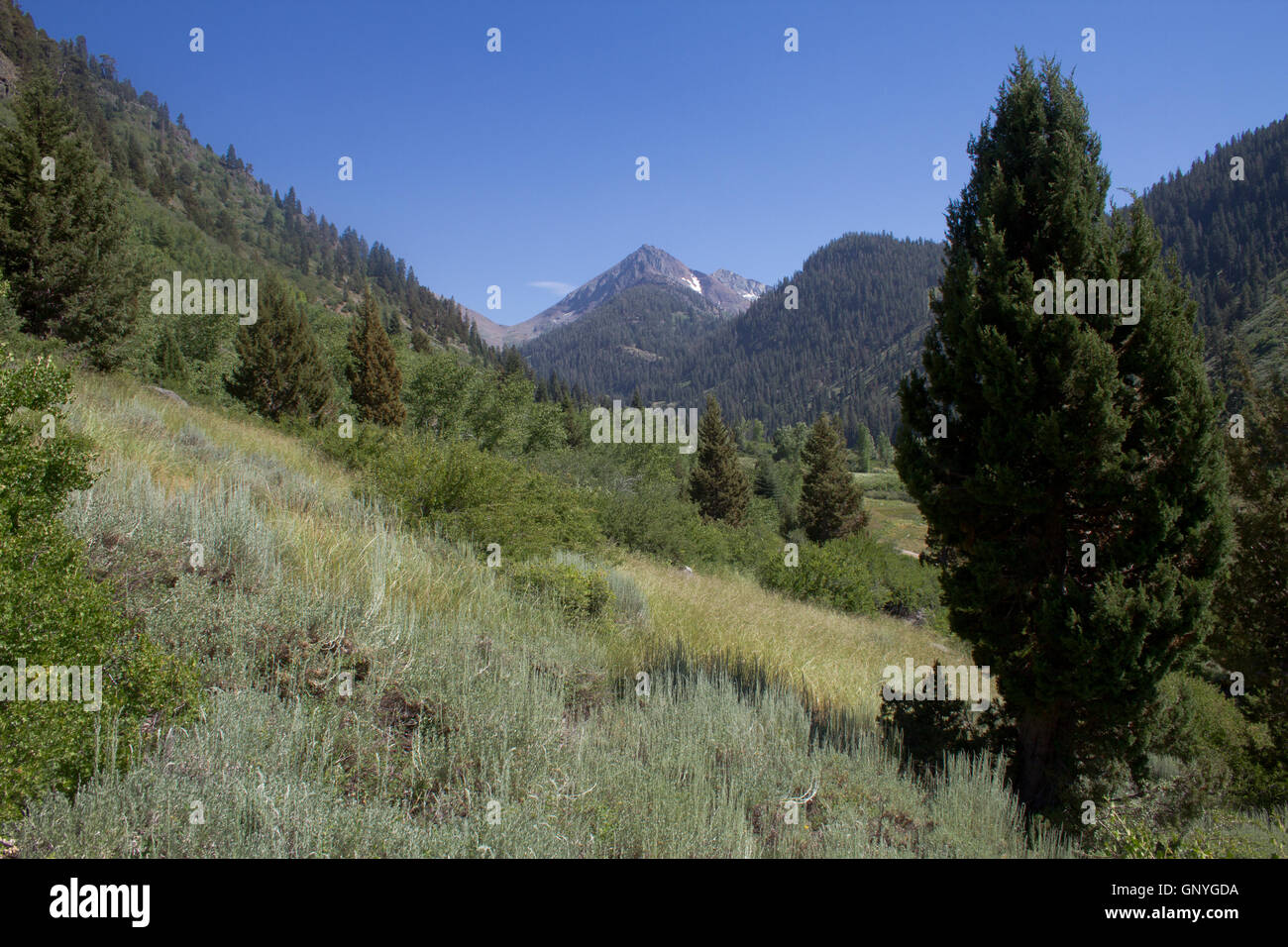 Re minerali Valley, parte del Parco Nazionale di Sequoia. In California. Stati Uniti d'America Foto Stock