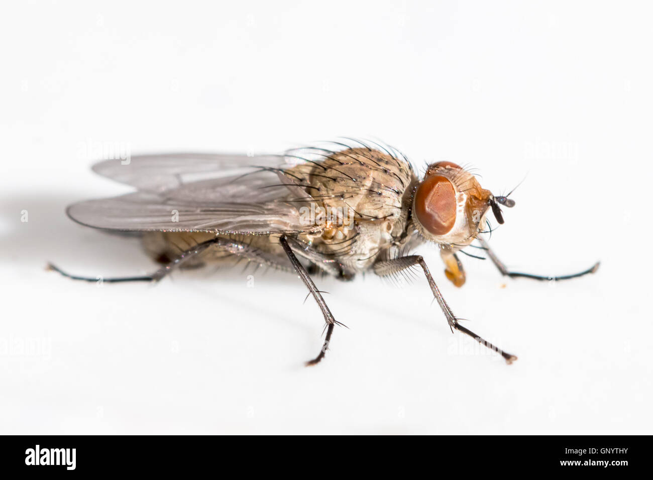 Volare con occhi marroni, i dettagli di macro Foto Stock