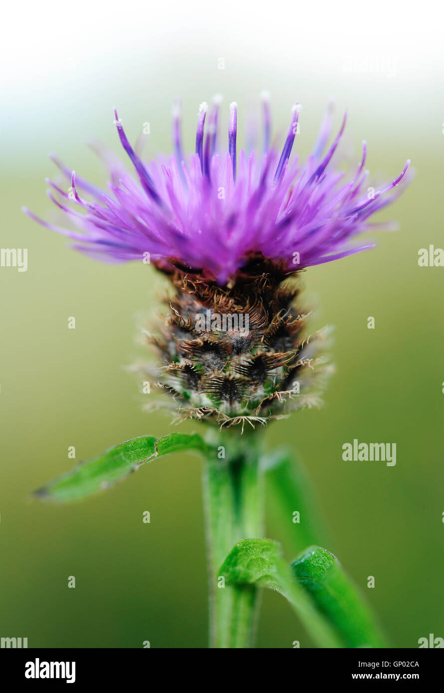 Close up di un Fiordaliso (Centaurea Nigra) Fiore con ispido bud e stelo verde. Foto Stock