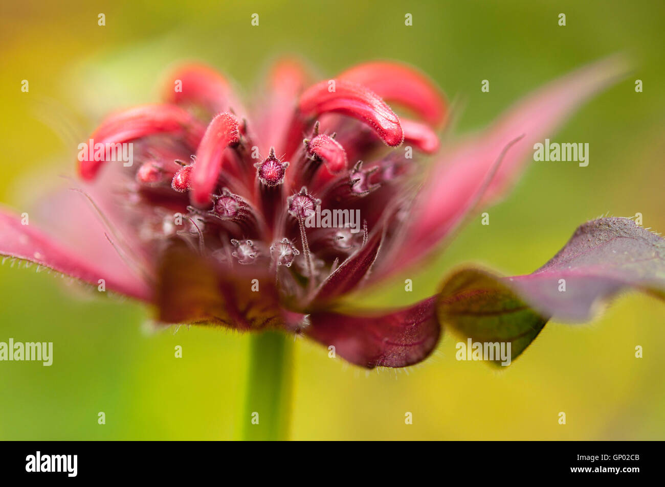 Close up di un ricco rosso Monarda Didyma (bergamotto) Testa di fiori con boccioli di apertura. Foto Stock