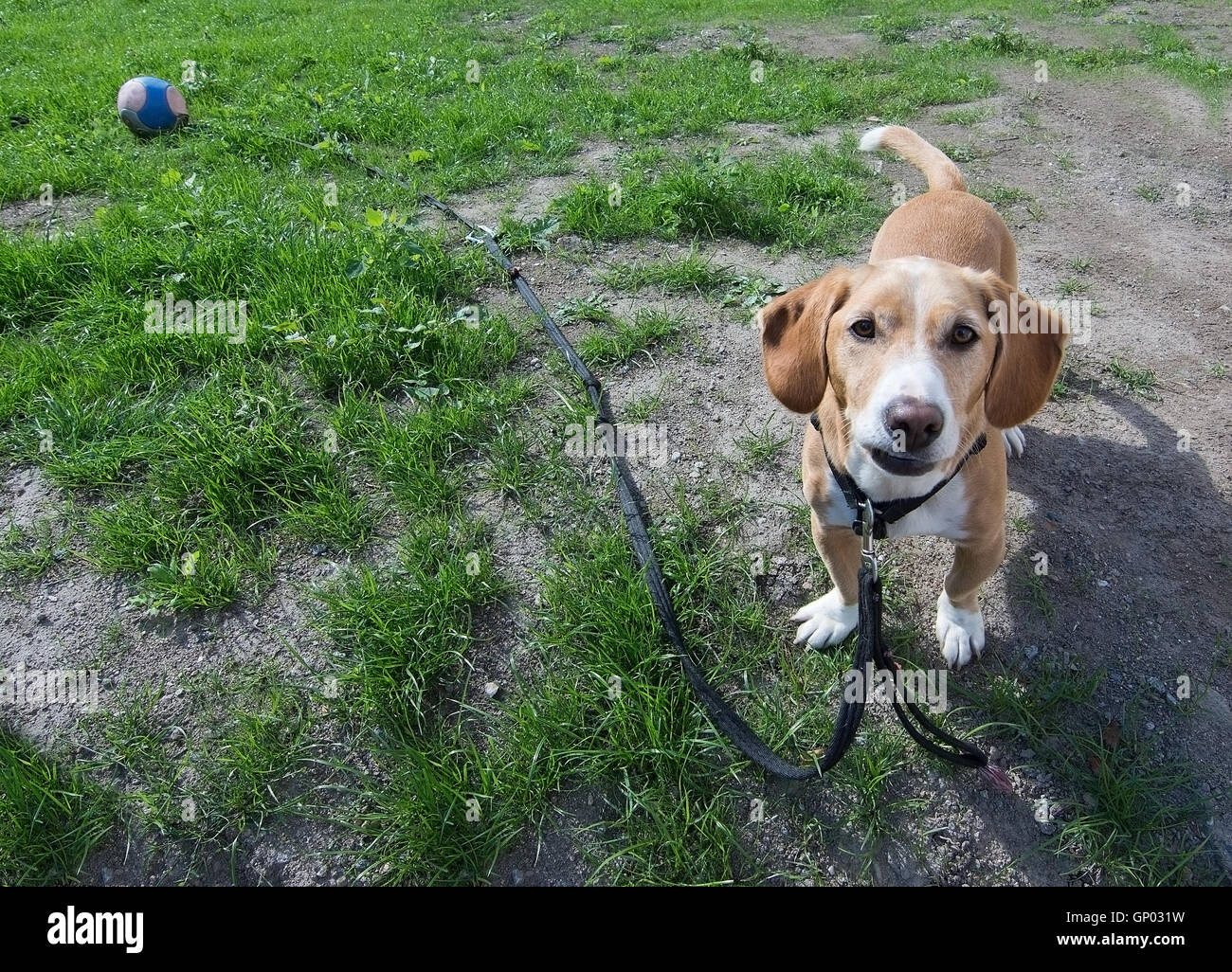 Piccolo cute cane drever tipo con marrone e bianco pelliccia orecchie pendenti guardando nella telecamera. Foto Stock