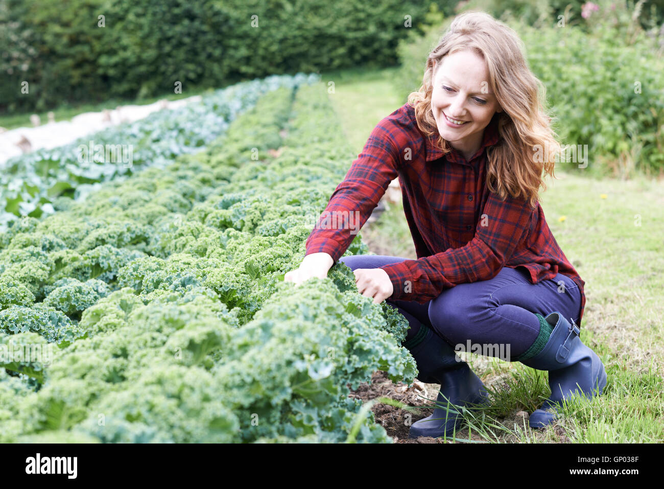 Donna che lavorano in campo da Agricoltura Biologica Foto Stock