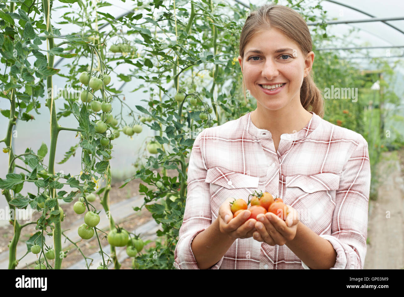 Femmina lavoratore agricolo controllo di piante di pomodoro in serra Foto Stock