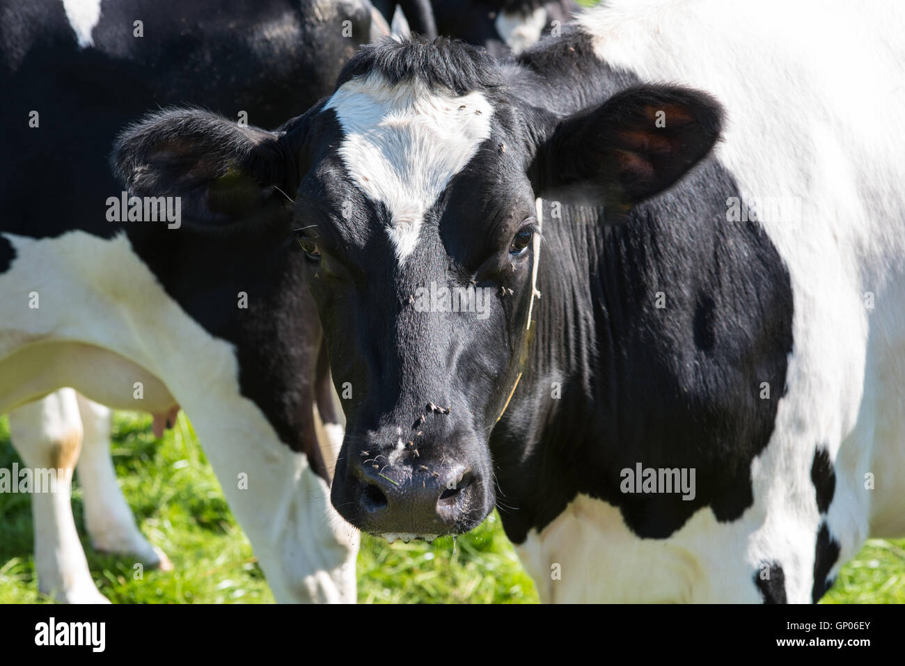 Giovani vacche in piedi sul prato, si guarda alla fotocamera Foto Stock