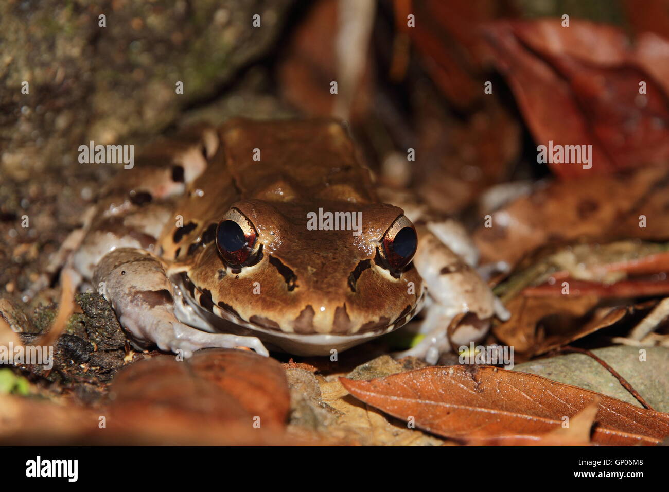 Smoky Jungle Frog (Leptodactylus savagei) nascosto tra le foglie di notte in Manuel Antonio, Costa Rica. Foto Stock