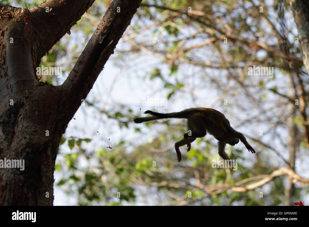 Costa Rican Scimmia di scoiattolo salta da albero ad albero. Foto Stock
