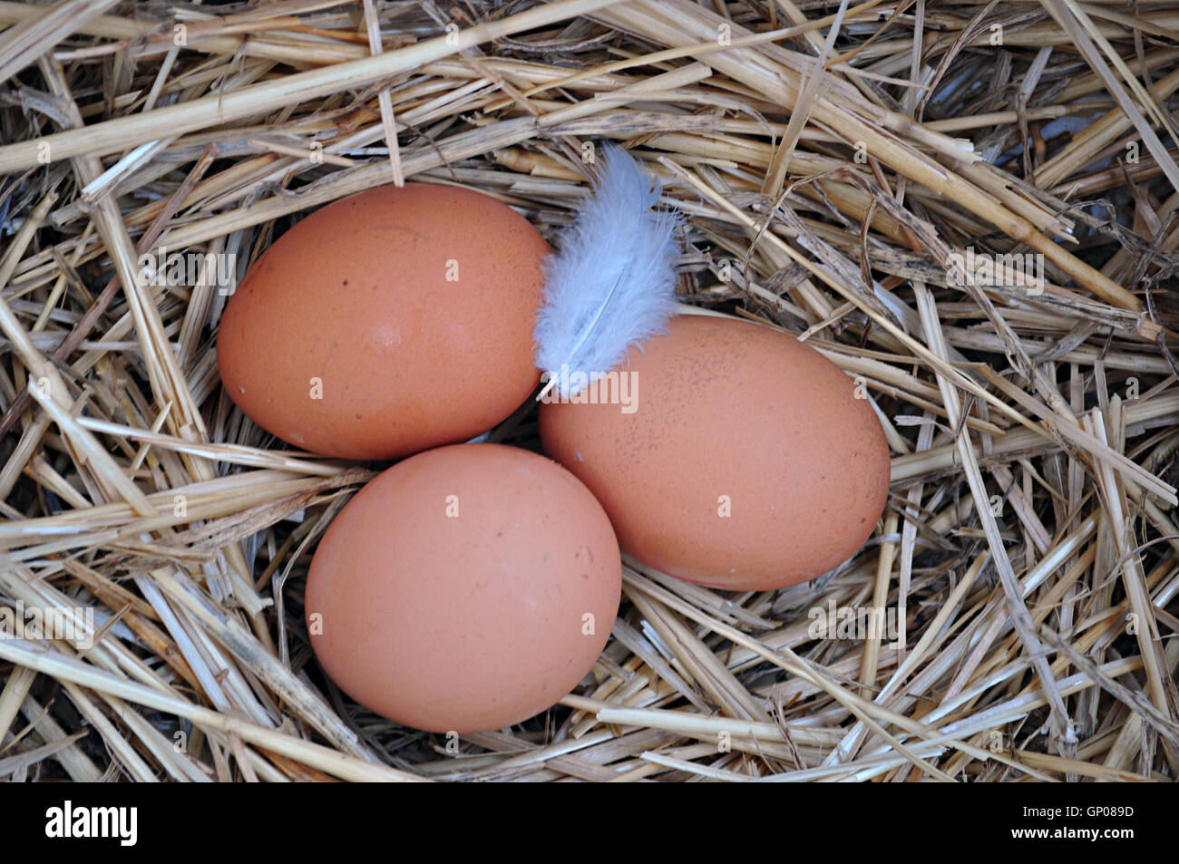 Nido con paglia e uova di gallina Foto Stock