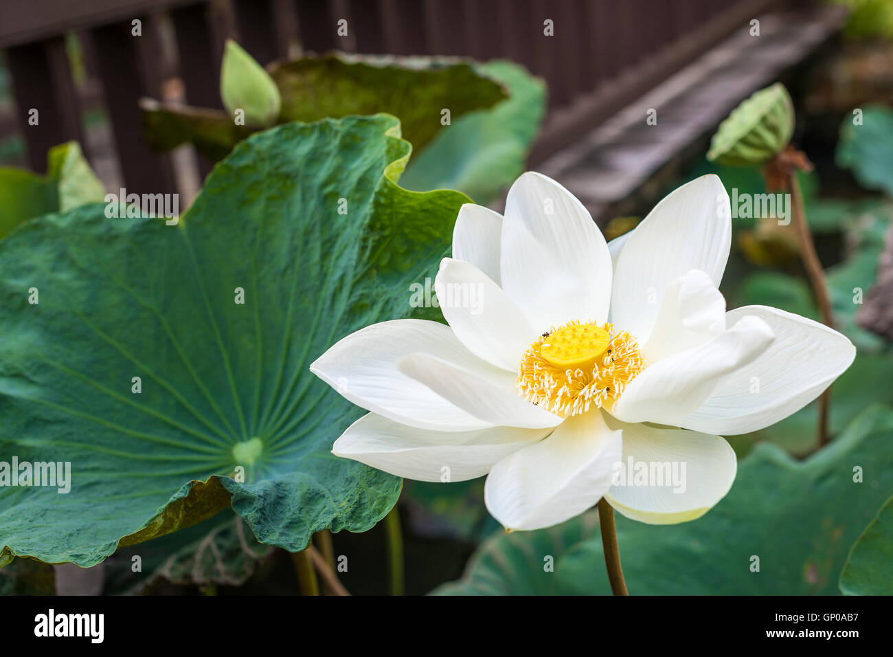 White Lotus Flower in stagno Foto Stock