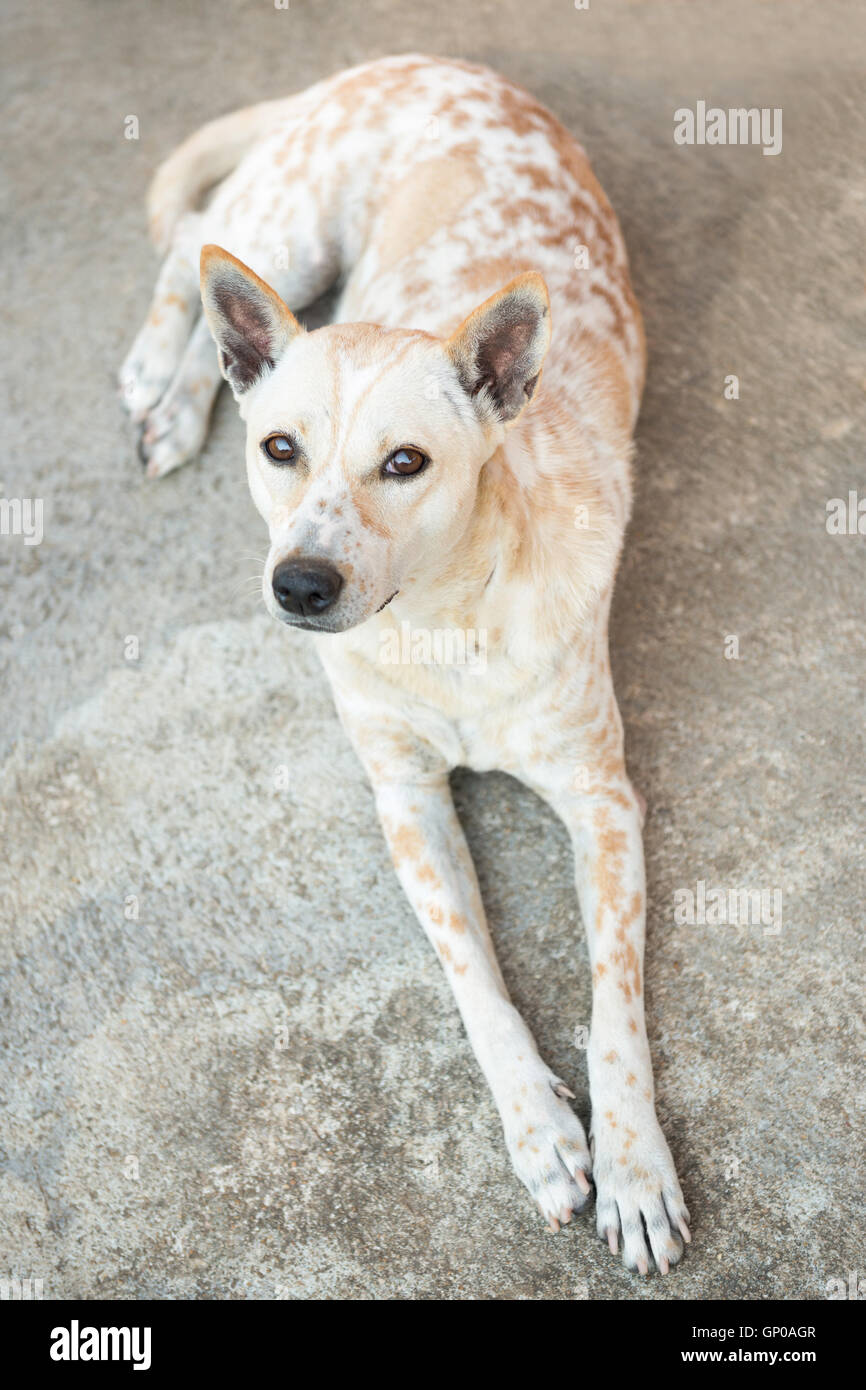 Stray dog o senzatetto cane abbandonato sulle strade Foto Stock
