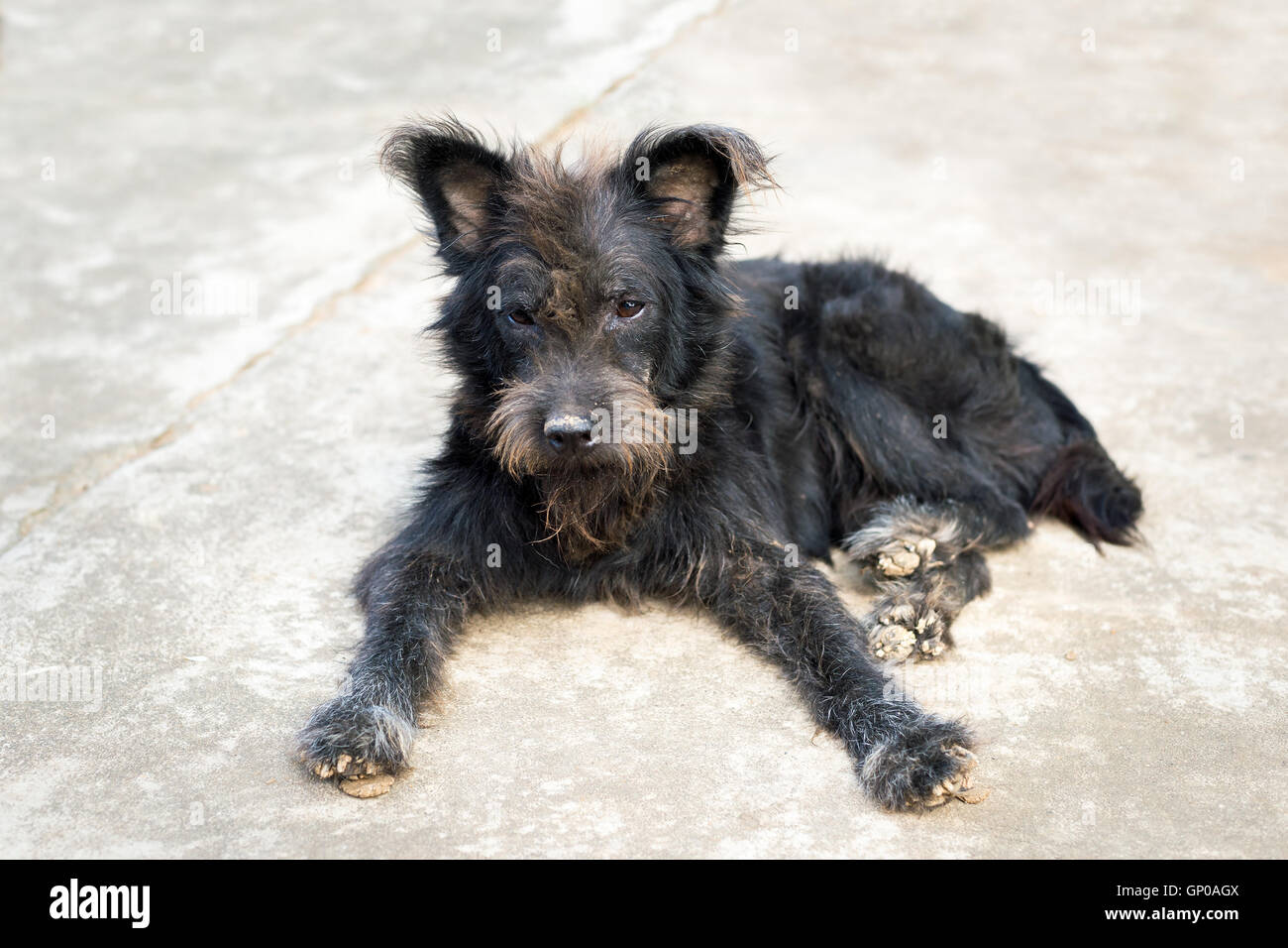 Stray dog o senzatetto cane abbandonato sulle strade Foto Stock