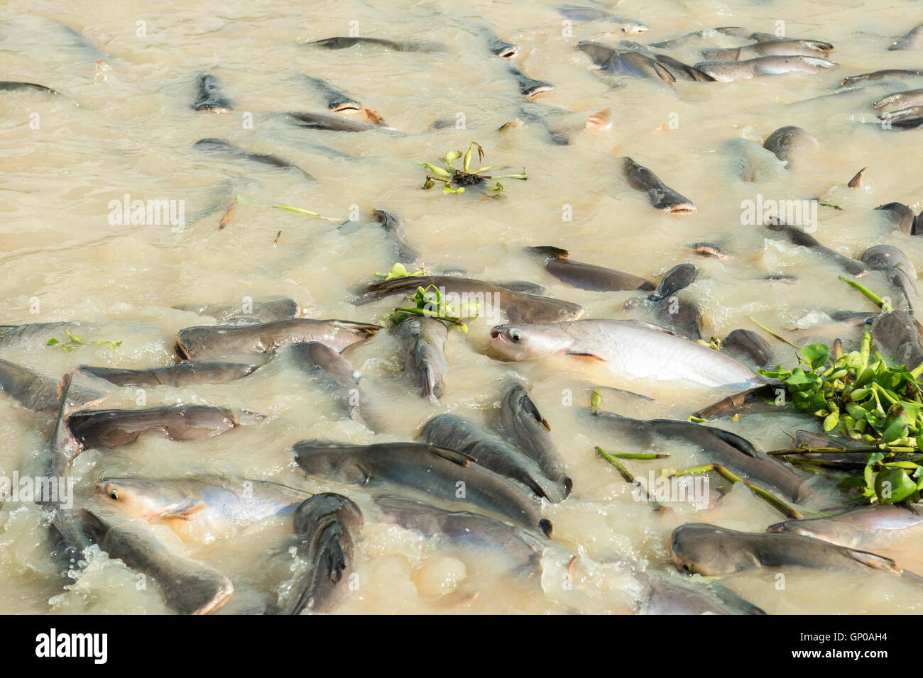 Pesce nel canal, pangasius, pesce gatto, striped snakehead fish. Foto Stock