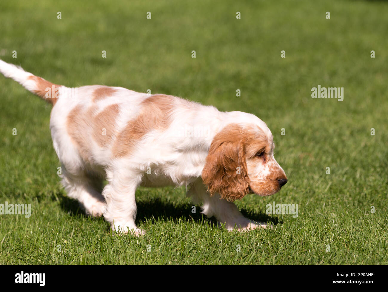 Giovane inglese Cocker Spaniel cucciolo, all'esterno sul prato verde. Il pane chiamato orange cocker spaniel. Foto Stock