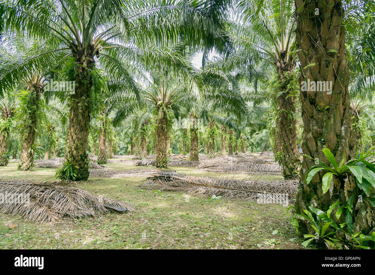 Maturato palme da olio, filari di palme da olio Plantation. Foto Stock