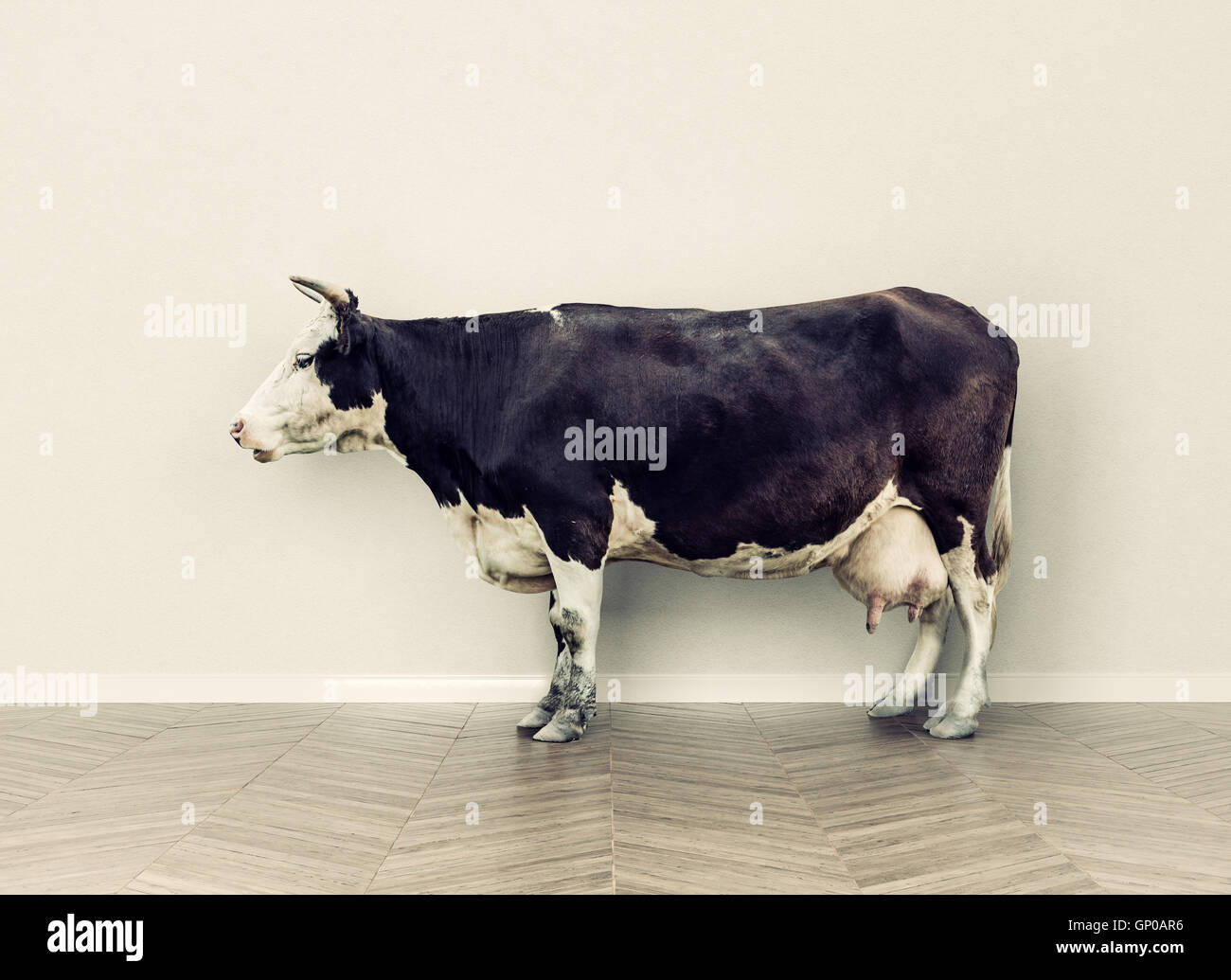 La mucca in una stanza vicino a muro bianco. Fotografia creativa combinazione di concetto Foto Stock