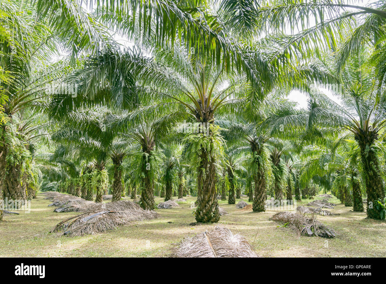 Maturato palme da olio, filari di palme da olio Plantation. Foto Stock