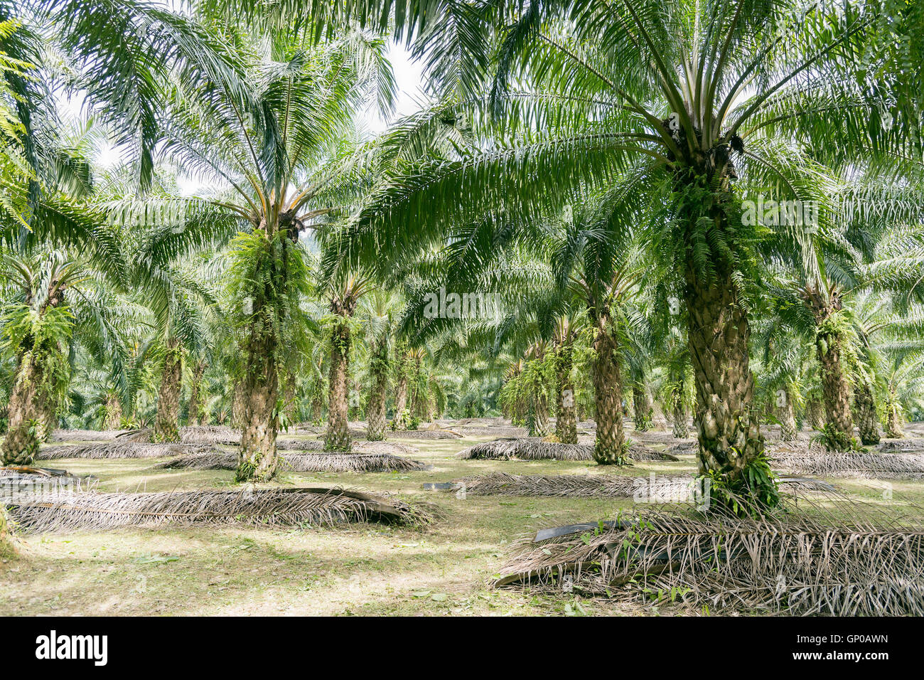 Maturato palme da olio, filari di palme da olio Plantation. Foto Stock