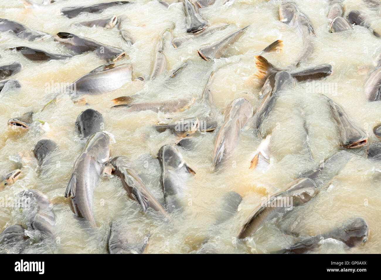 Pesce nel canal, pangasius, pesce gatto, striped snakehead fish. Foto Stock