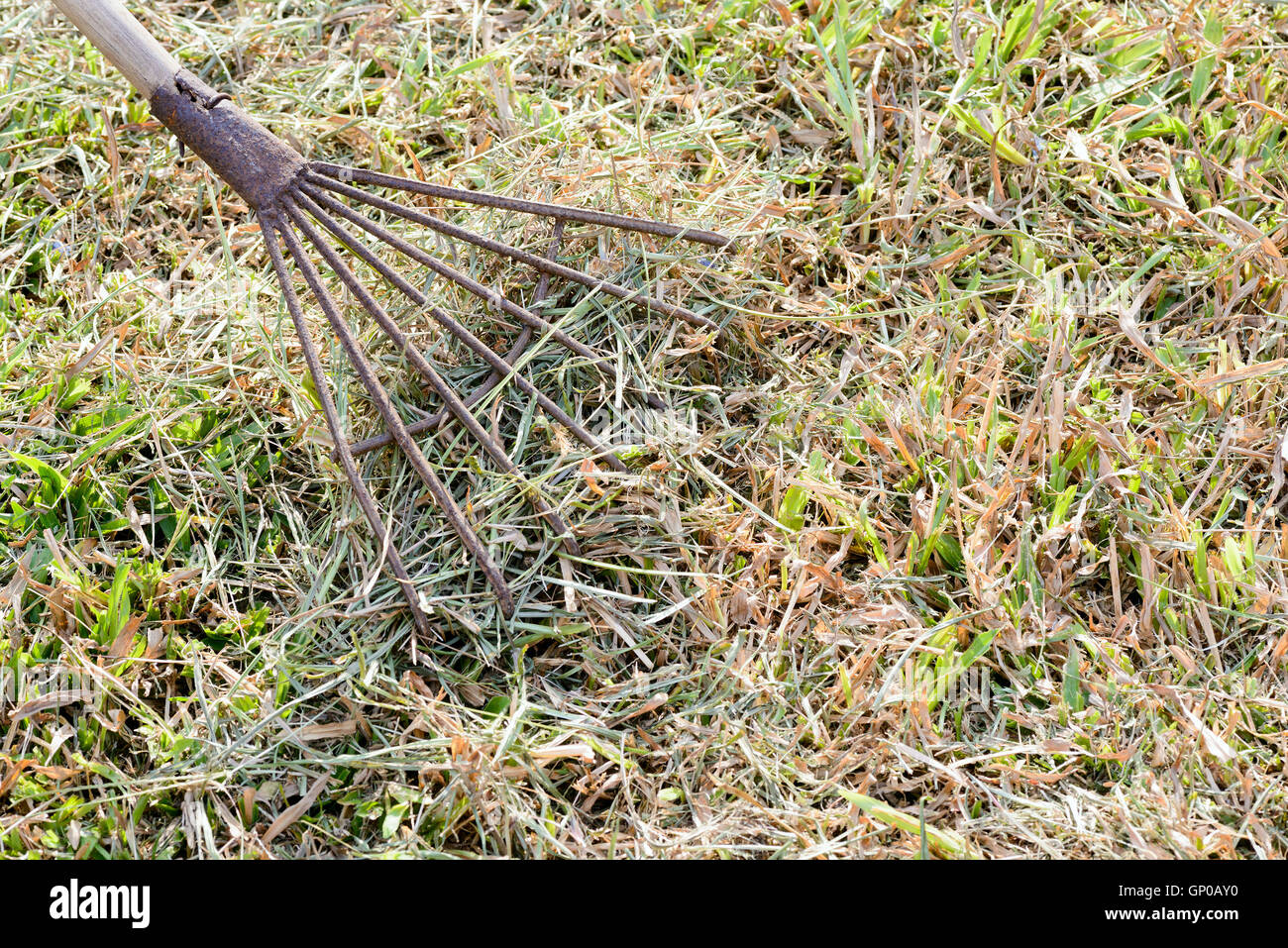 Vecchio rastrello in metallo su un bastone di legno e la raccolta di erba tagliata, attrezzi da giardino. Foto Stock