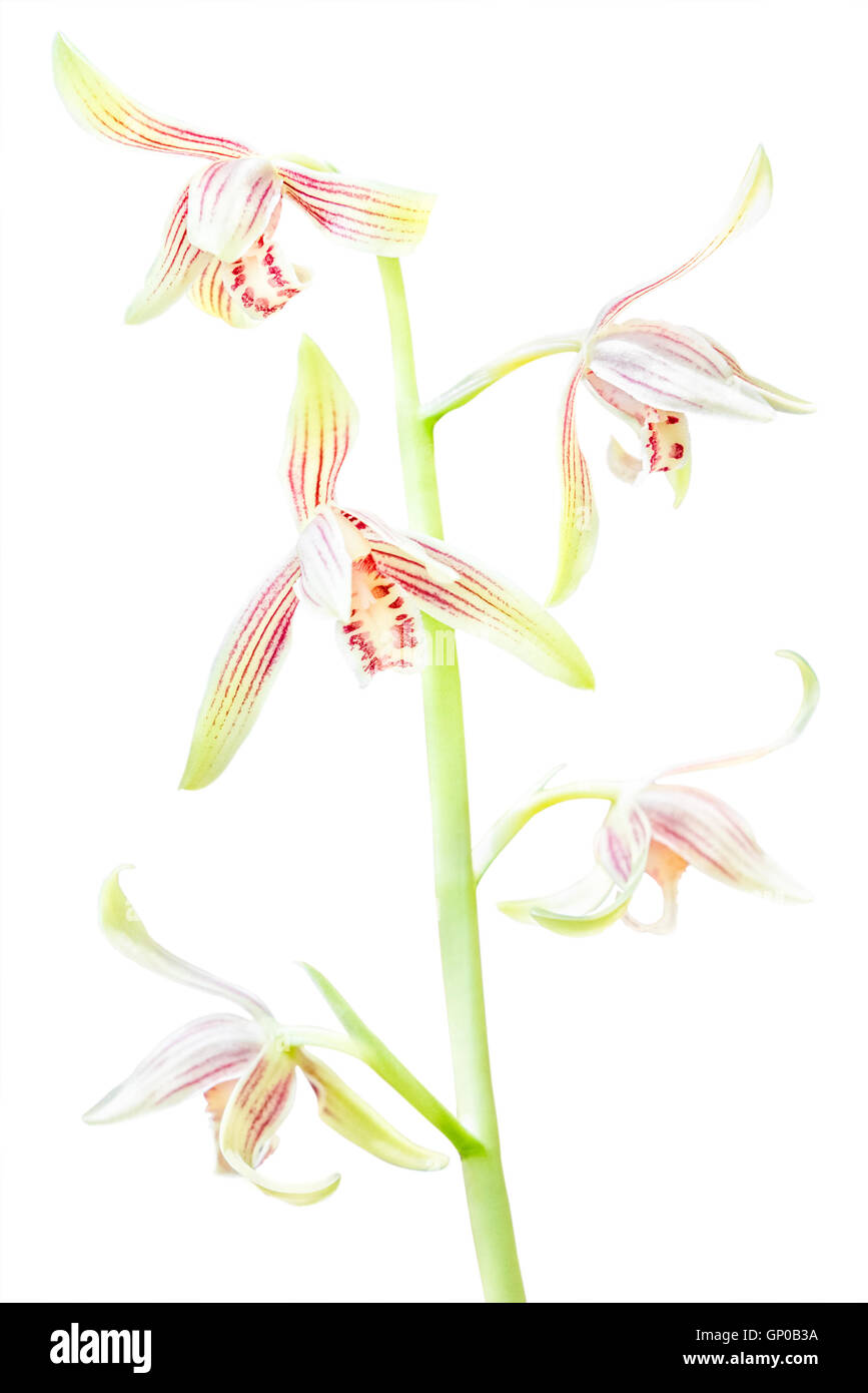 Bellissimi fiori di orchidea: Cymbidium ensifolium, orchidee tropicali nel sud della Thailandia. Isolato su bianco. Foto Stock