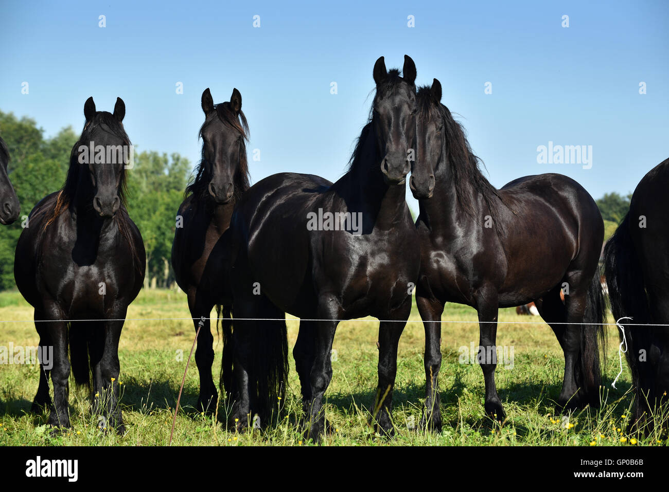 Nero cavalli Frisone in piedi sul pascolo in Frisia, Paesi Bassi. Foto Stock