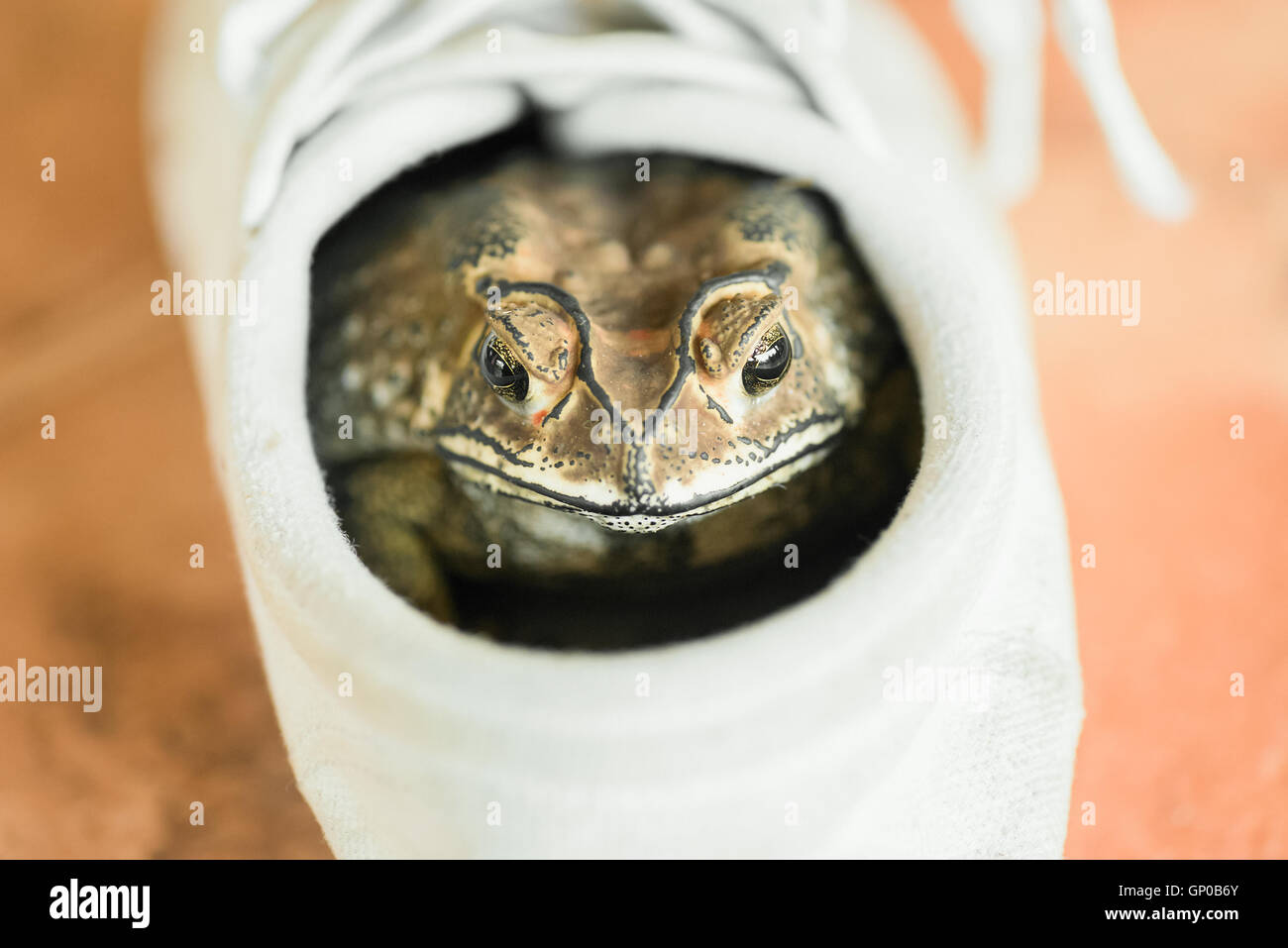 Il rospo bruno nascondendo in scarpe bianche. Foto Stock