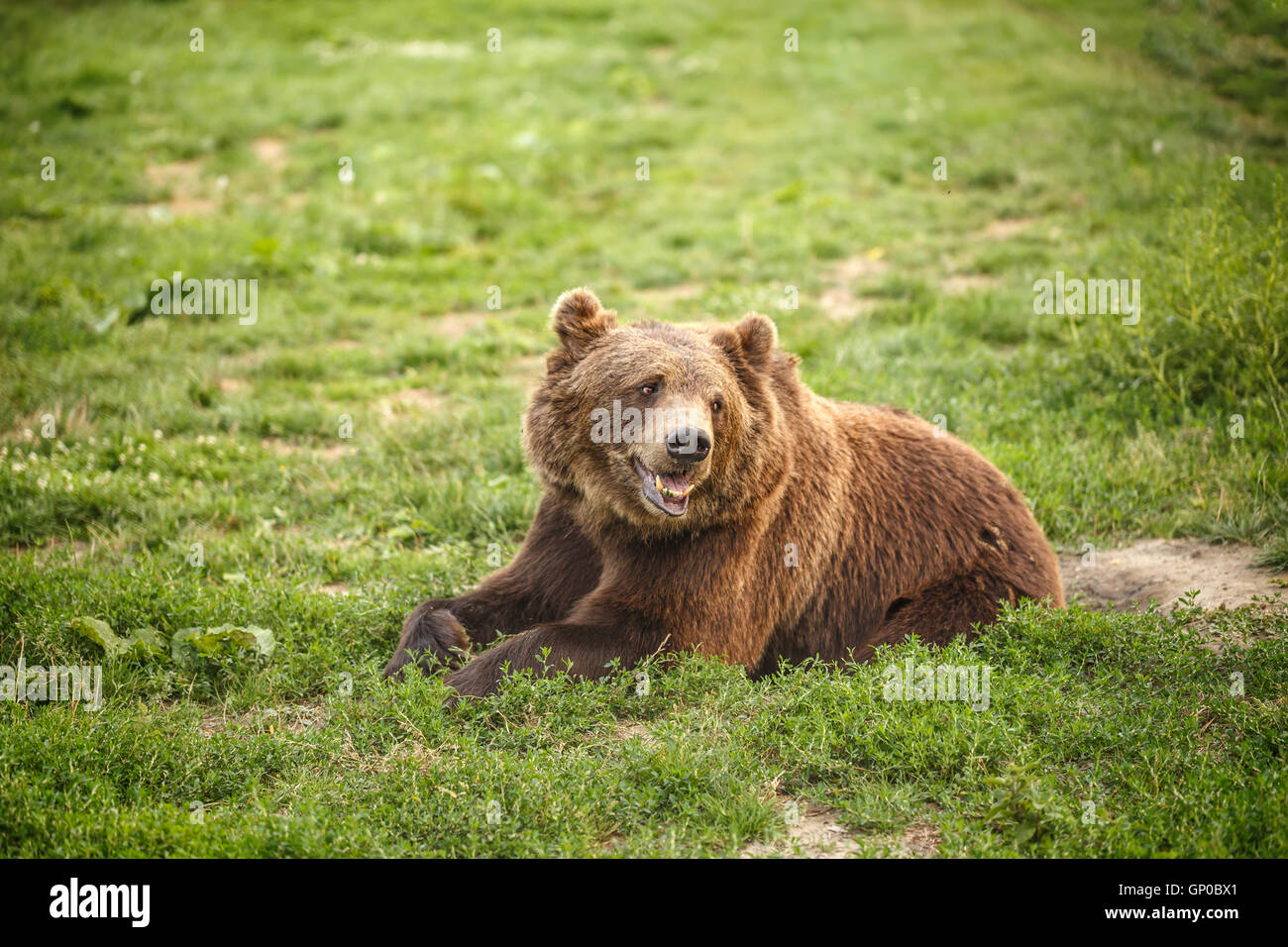 Europea di orso bruno in appoggio in erba Foto Stock