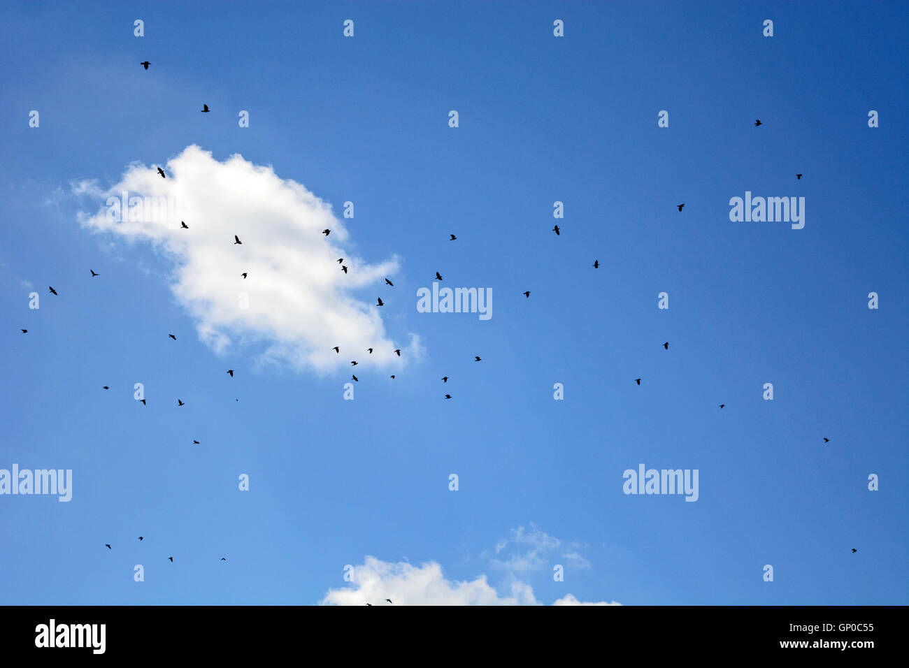 Gregge di volo degli uccelli nel cielo di estate. Foto Stock