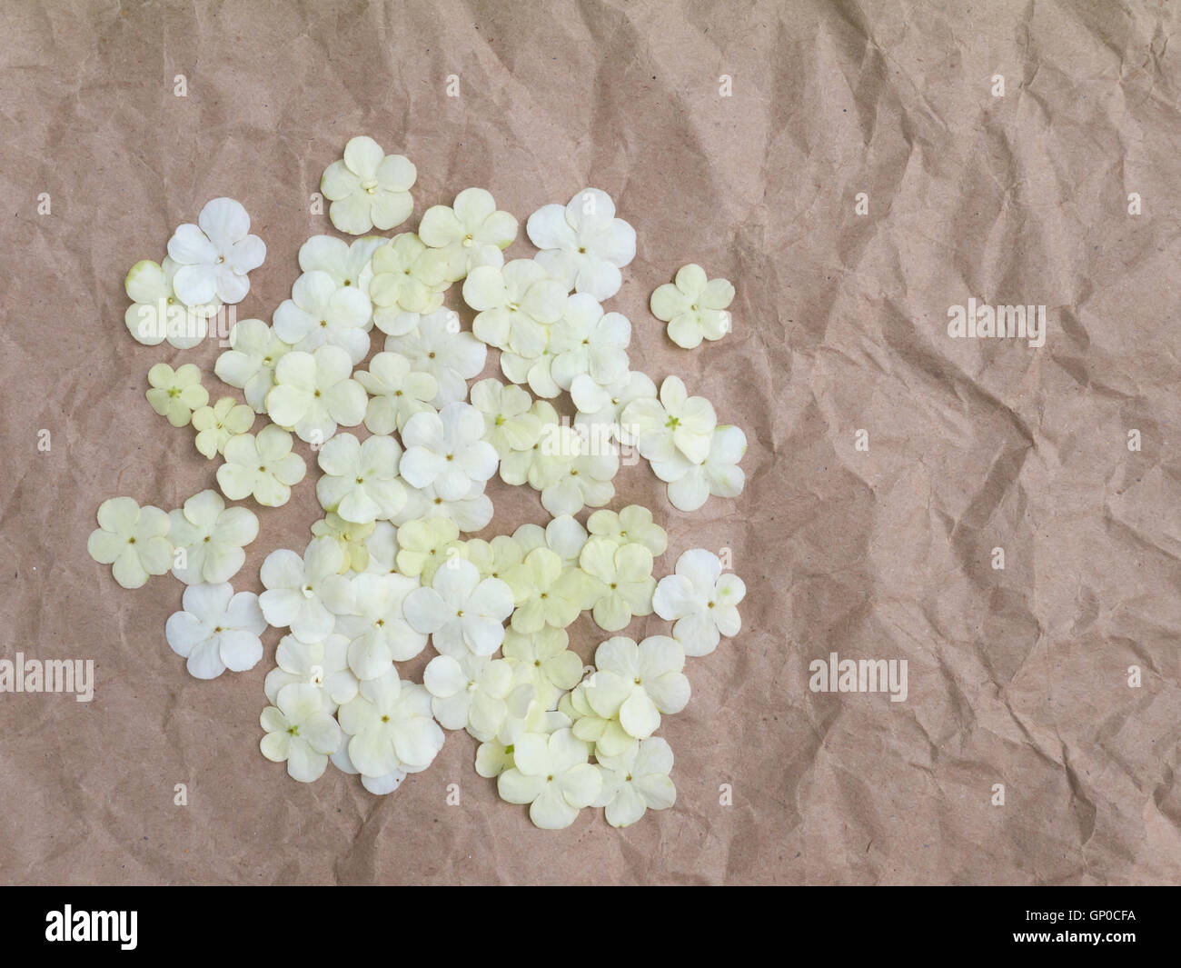 Cumulo di viburnum fiori sul marrone carta sgualcita Foto Stock