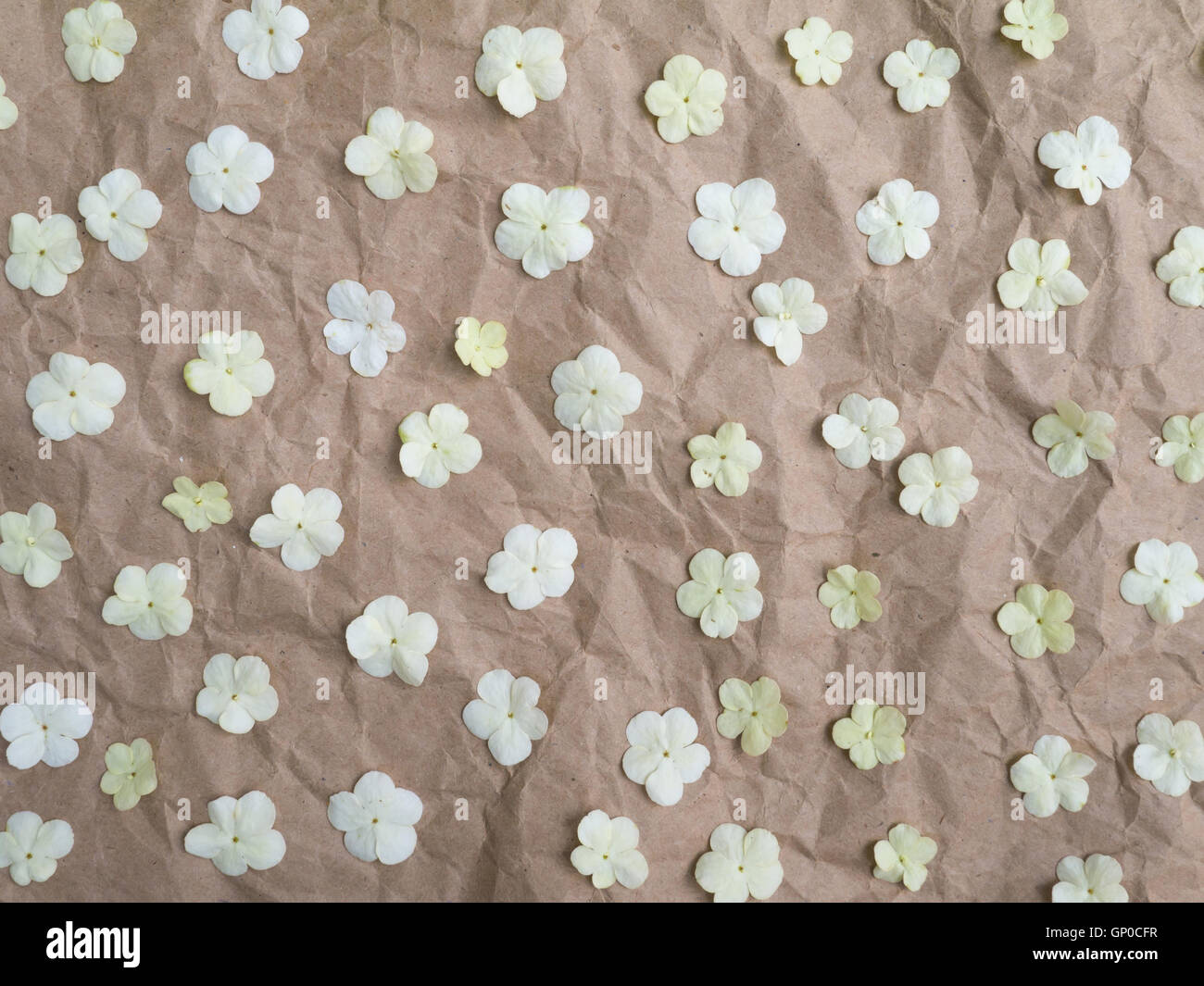 Gara bianco viburnum fiori sul marrone carta sgualcita Foto Stock