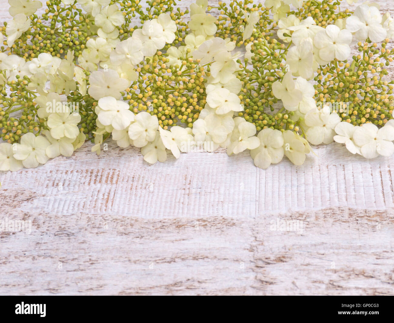 Viburnum fiori sul rustico dipinte di bianco sullo sfondo Foto Stock
