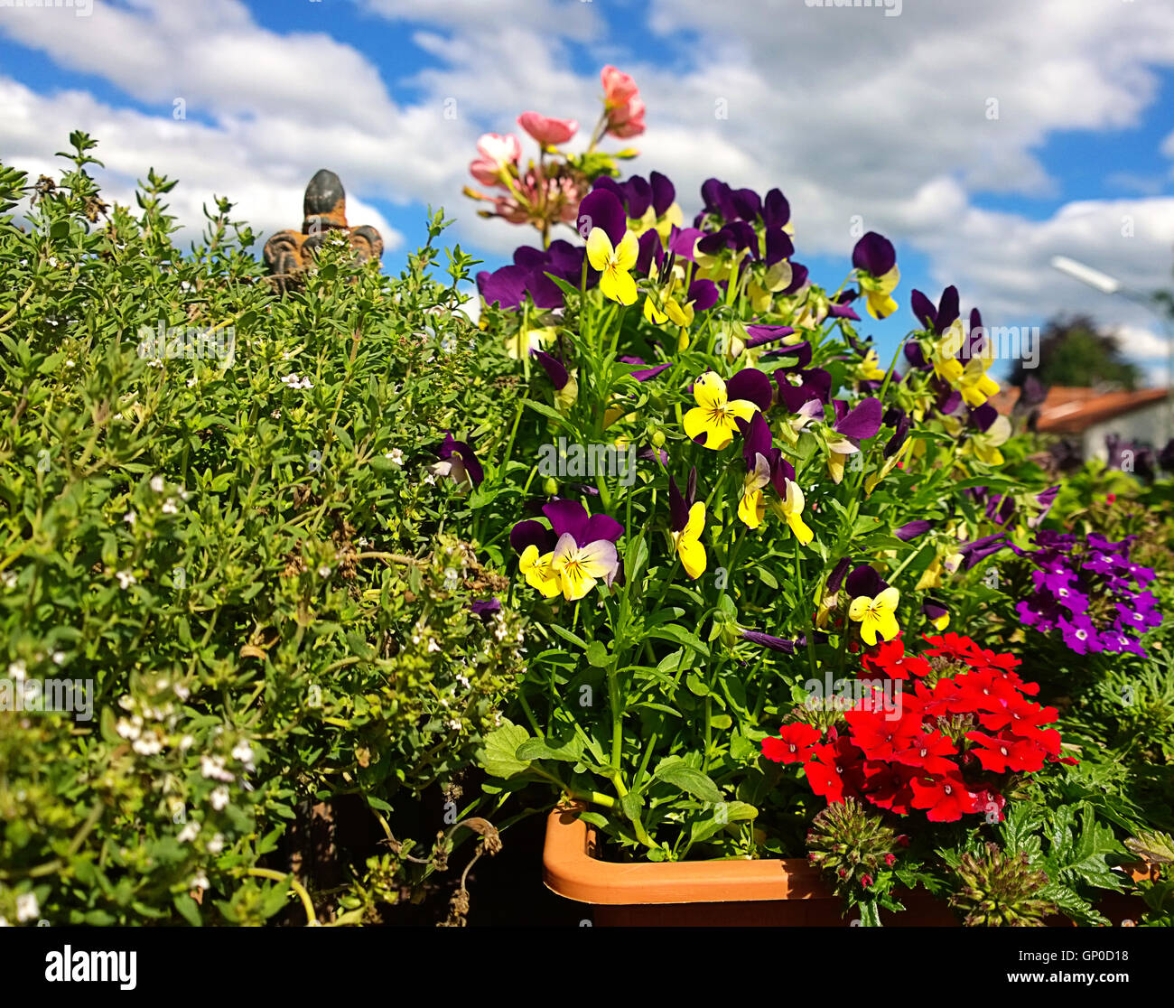 Il giardinaggio, potted pansies sul balcone Foto Stock