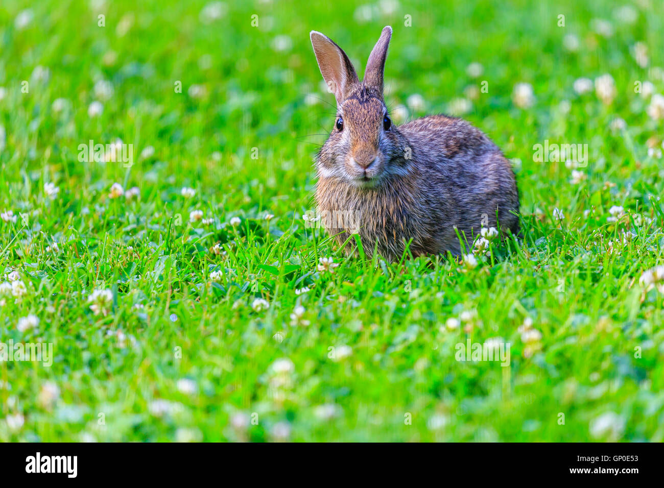 Coda di cotone seduta di coniglio e fissando in un campo di erba e trifoglio. Foto Stock