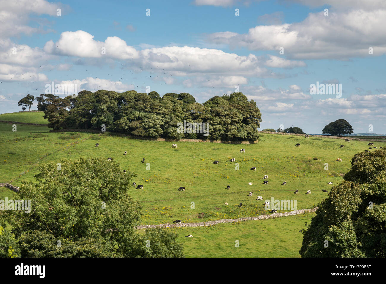 Le mucche al pascolo su una verde collina nella campagna inglese in estate. Foto Stock