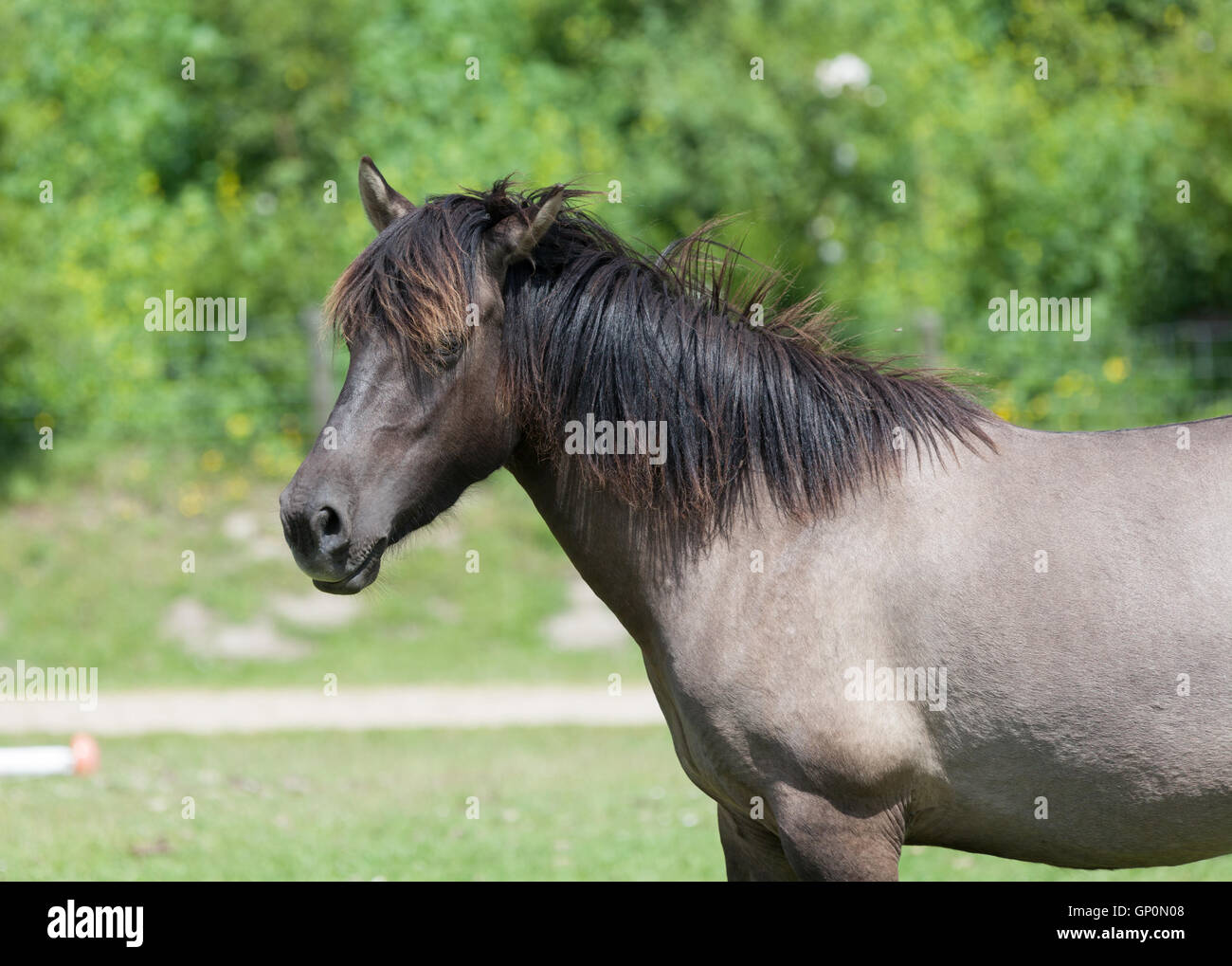 Cavalli Konik satanding all aperto Foto Stock