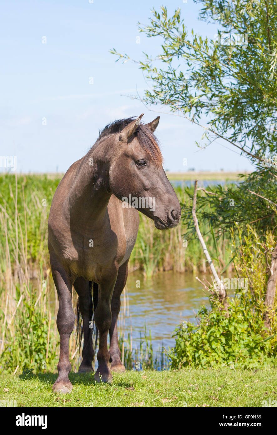 Brown konik cavallo in una zona umida olandese Foto Stock