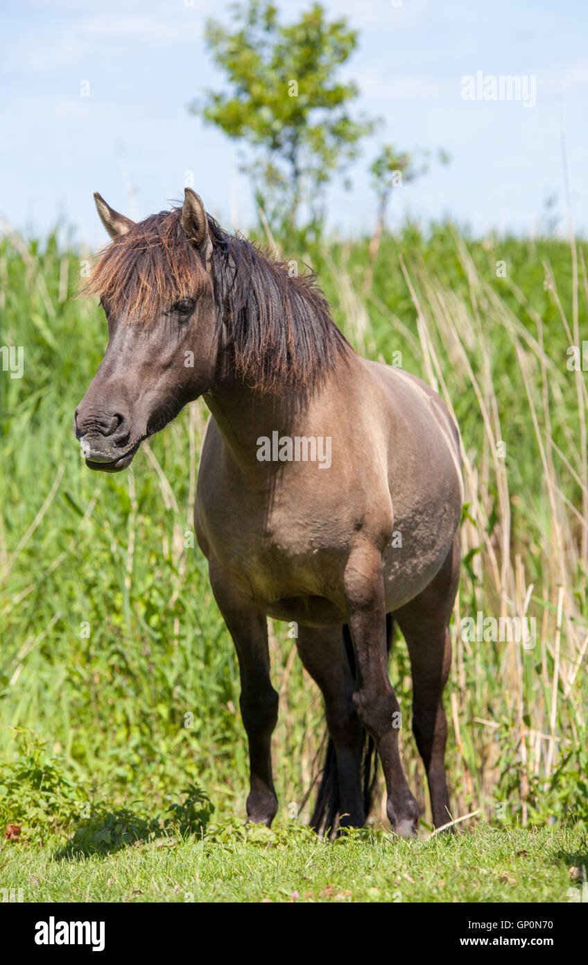 Di colore scuro cavalli Konik con orecchie pungere in avanti Foto Stock