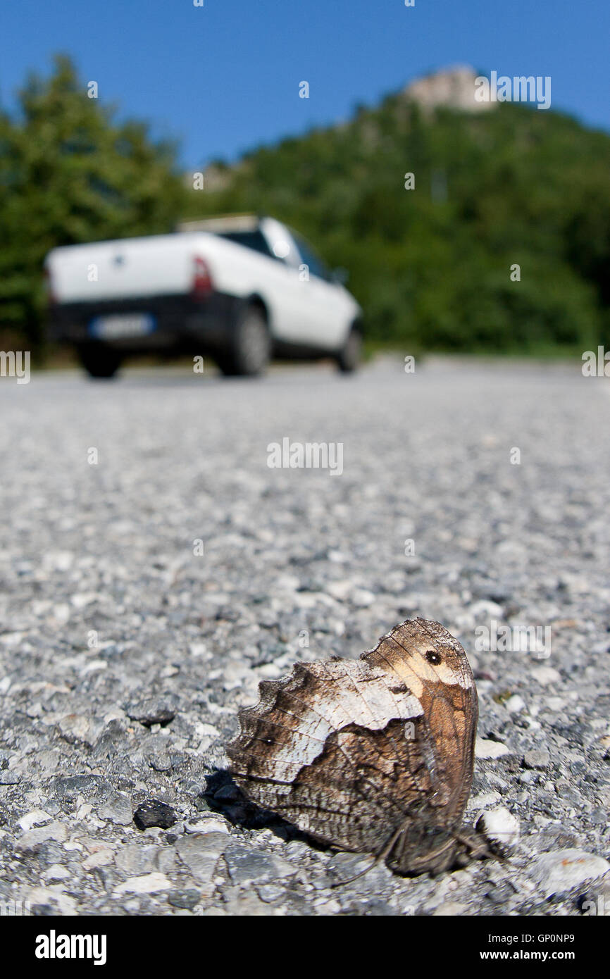 Road kill: dead butterfly ( kanetisa circe ) sul lato della strada dopo essere stato colpito in auto Foto Stock