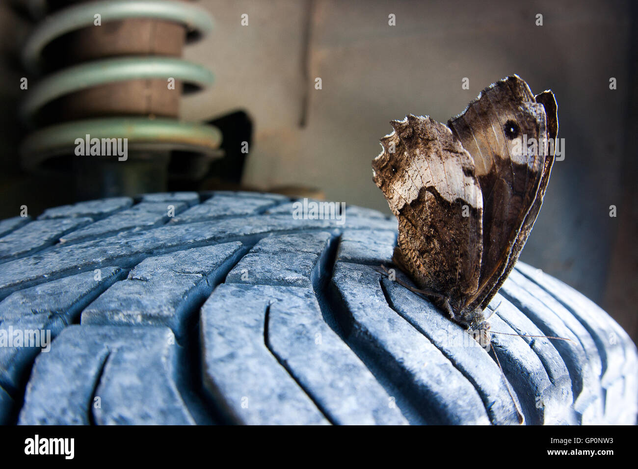 Road kill: dead butterfly ( kanetisa circe ) in un pneumatico dopo essere stato colpito in auto Foto Stock