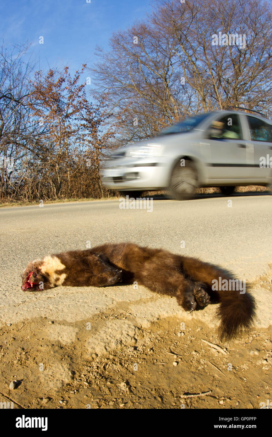 Road kill: dead martora ( Martes martes ) sul lato della strada dopo essere stato colpito in auto Foto Stock