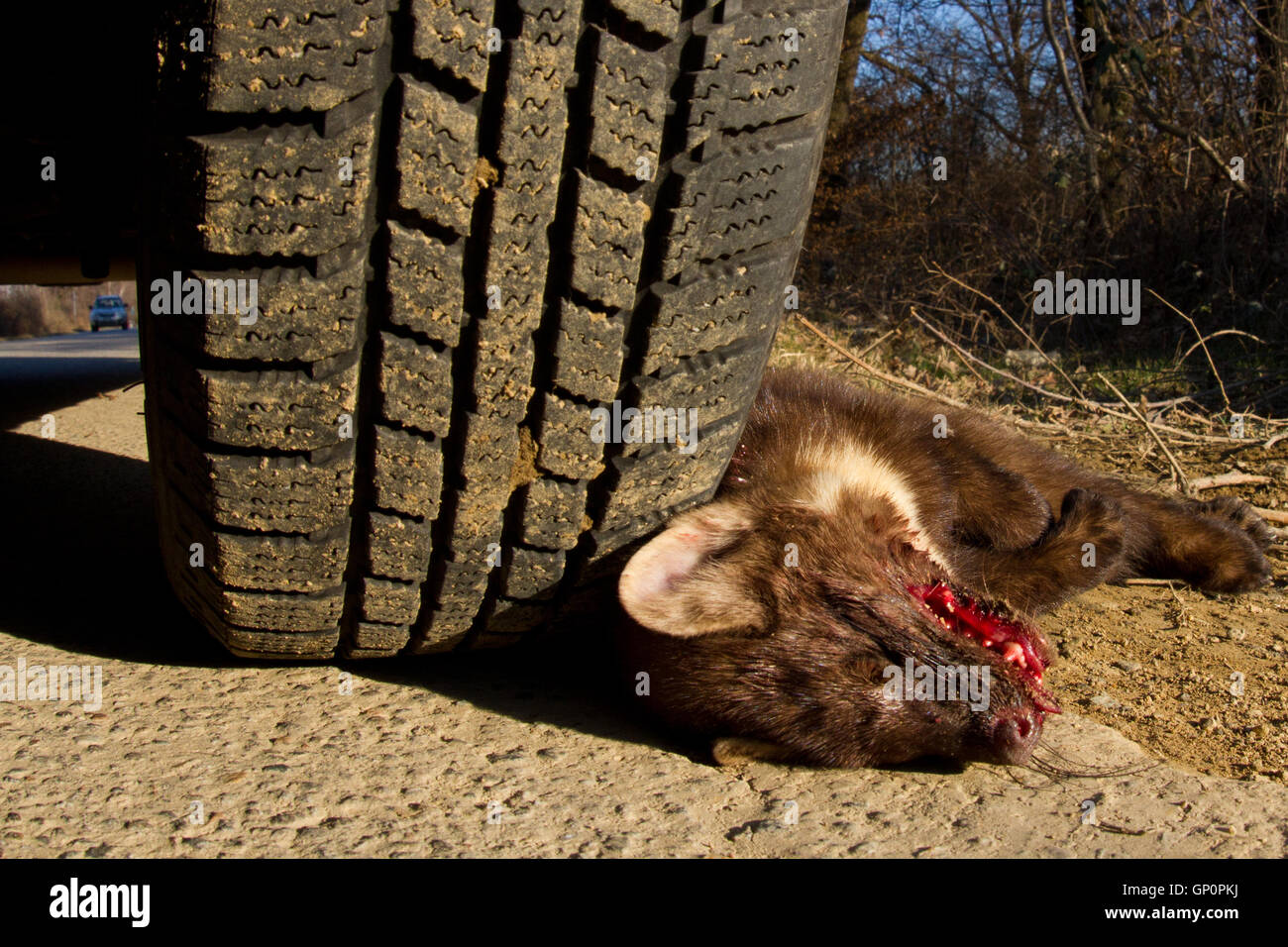 Road kill: Dead martora ( Martes martes ) sul lato della strada dopo essere stato colpito in auto Foto Stock