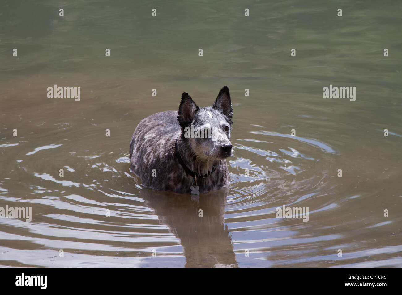 Cane il raffreddamento nel lago. Stati Uniti d'America Foto Stock