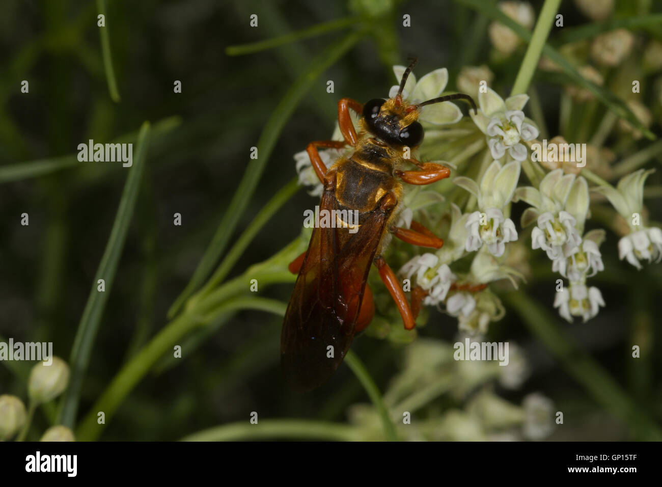 Flying alimentazione degli insetti in fiore. Parco Nazionale del Grand Canyon. South Rim. In Arizona. Stati Uniti d'America Foto Stock