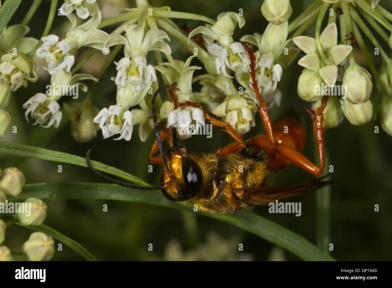 Flying alimentazione degli insetti in fiore. Parco Nazionale del Grand Canyon. South Rim. In Arizona. Stati Uniti d'America Foto Stock
